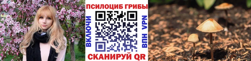 Галлюциногенные грибы Psilocybe  купить наркотики сайты  Вязники 